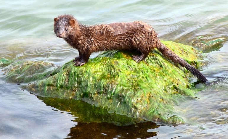 Libertà per i visoni: chiusi altri due allevamenti