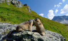 Le marmotte fotogeniche