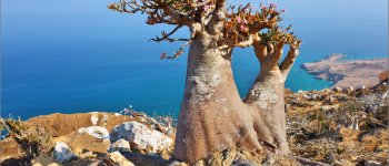 Socotra in Sicilia: dieci giorni per scoprire l’isola