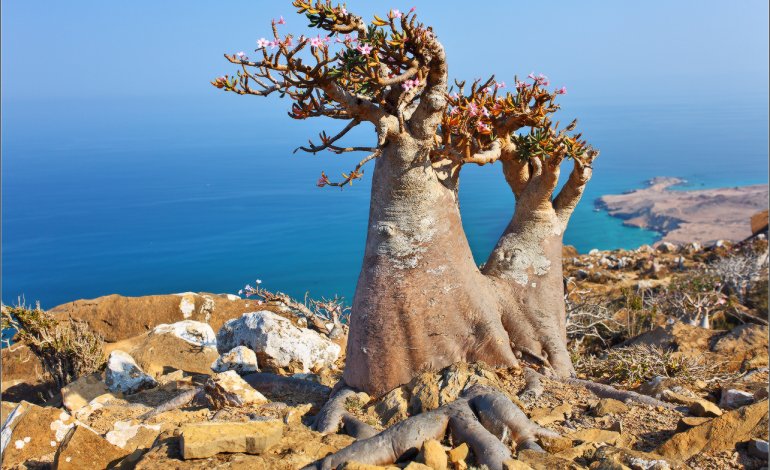 Socotra in Sicilia: dieci giorni per scoprire l’isola