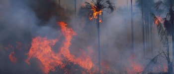 Incendi in Amazzonia, a rischio 265 specie