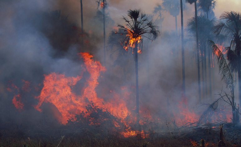 Incendi in Amazzonia, a rischio 265 specie