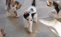 Strage di gatti randagi in Calabria