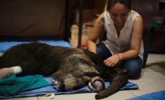 Centro di recupero salva animali feriti negli incendi in Amazzonia
