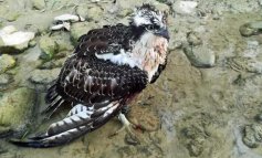 Falco pescatore ferito: taglia sui responsabili