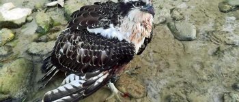 Falco pescatore ferito: taglia sui responsabili