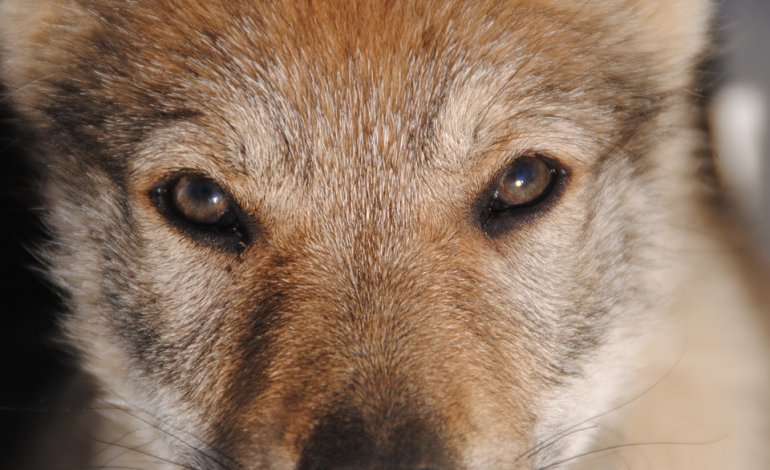 Quanto c’è di un lupo nei nostri cani?