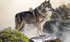 L’eccezionale video del lupo che ulula