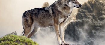 L’eccezionale video del lupo che ulula