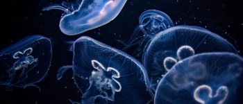 Anche le meduse vanno rispettate