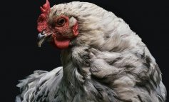 L’era del pollo: dall’evoluzione allo sfruttamento commerciale