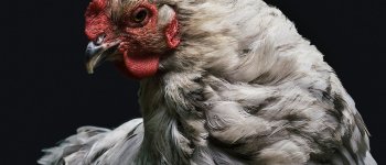 L’era del pollo: dall’evoluzione allo sfruttamento commerciale