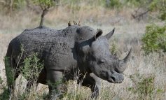 SOS rinoceronte: ne restano meno di 30mila