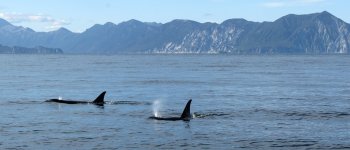 Liberati le orche e i beluga della prigione marina russa