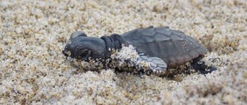 Schiusa da record in Sicilia: nate 82 tartarughine