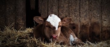 Latte amaro: ecco la fine che fanno i vitelli