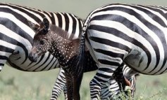 La zebra a pois esiste davvero