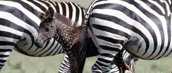 La zebra a pois esiste davvero