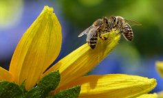 Vittoria per le api: il thiacloprid vietato in Europa