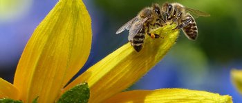 Vittoria per le api: il thiacloprid vietato in Europa