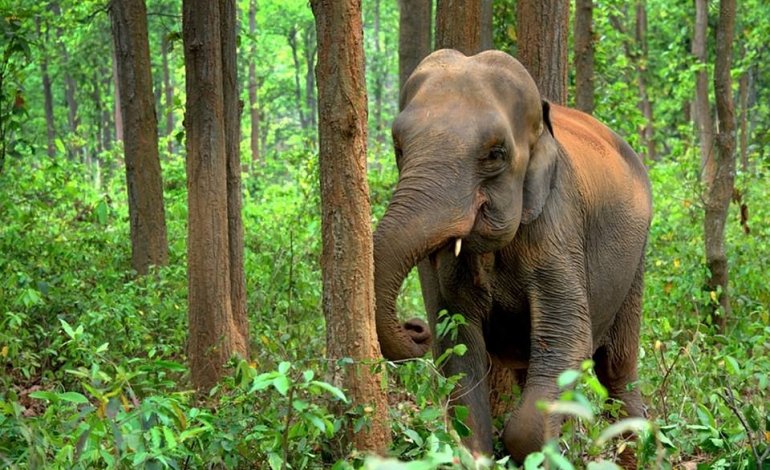 Sconfinavano nei campi: mattanza di elefanti nello Sri Lanka