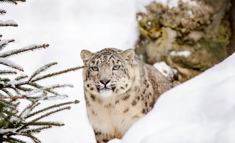 La salvezza del leopardo delle nevi dipende da una App