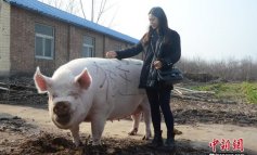 In Cina è iniziata l’era dei maiali giganti