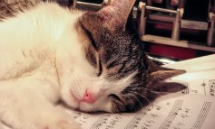 I gatti amano la musica, ma deve essere composta appositamente per loro