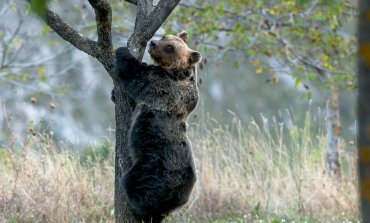 Raddoppiare la popolazione di orso marsicano è possibile