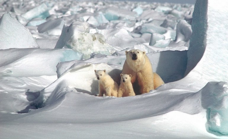 SOS orso polare: è la specie più minacciata dai cambiamenti climatici