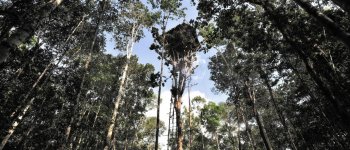 Ruma pohon, le case sugli alberi degli ultimi cannibali