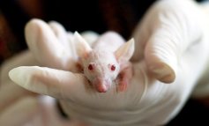 L’India vuole eliminare i test sugli animali