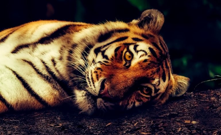 Tigre muore durante il viaggio verso lo zoo