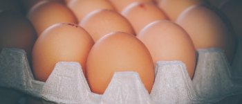 Ecco da dove arrivano le uova: 56mila galline in un'unica gabbia