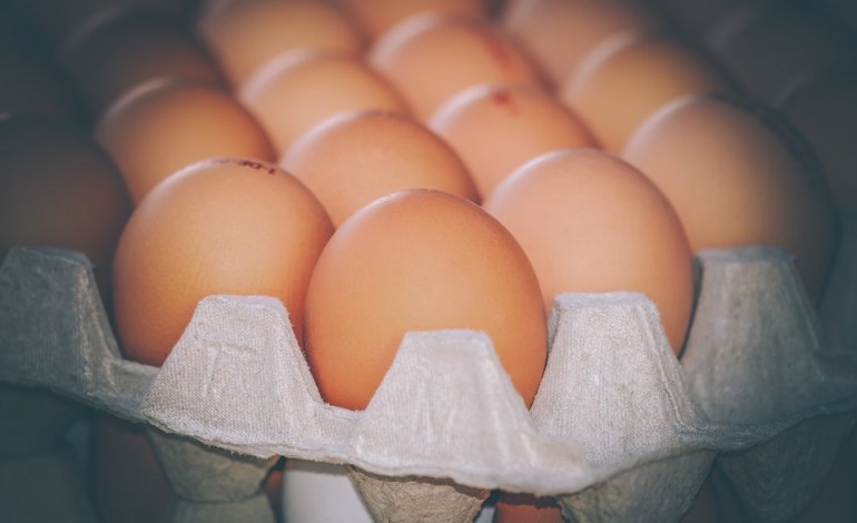 Ecco da dove arrivano le uova: 56mila galline in un’unica gabbia