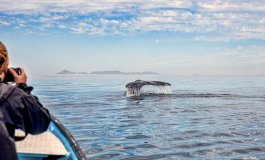 Un viaggio per incontrare le balene