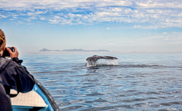 Un viaggio per incontrare le balene