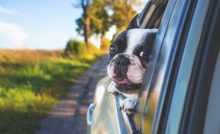 4 zampe a bordo: i consigli per viaggiare con Fido