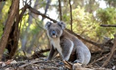 Incendi in Australia, morti centinaia di koala