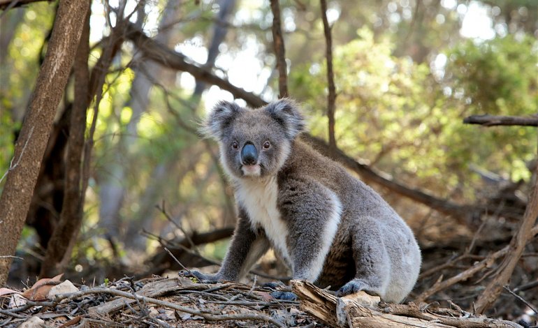 Incendi in Australia, morti centinaia di koala