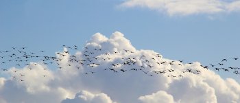 Migrazioni, i radar europei tracciano le rotte invisibili degli uccelli