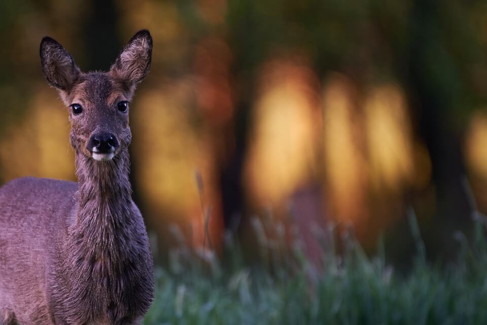 Animali In Autostrada L esempio Virtuoso Della Toscana La Rivista 