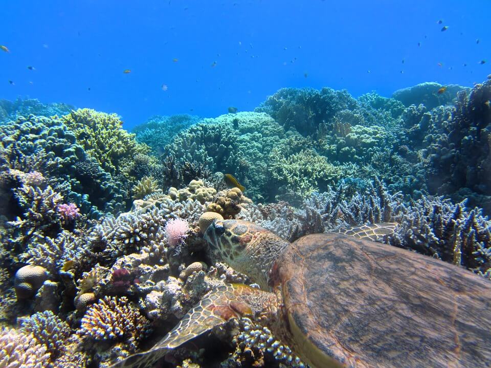 Adriatico, passi avanti nella tutela di coralli e stock ittici