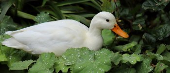 New York vieta il foie gras: è crudele
