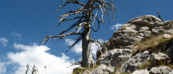 Italus, l’albero più vecchio d’Europa è in Calabria
