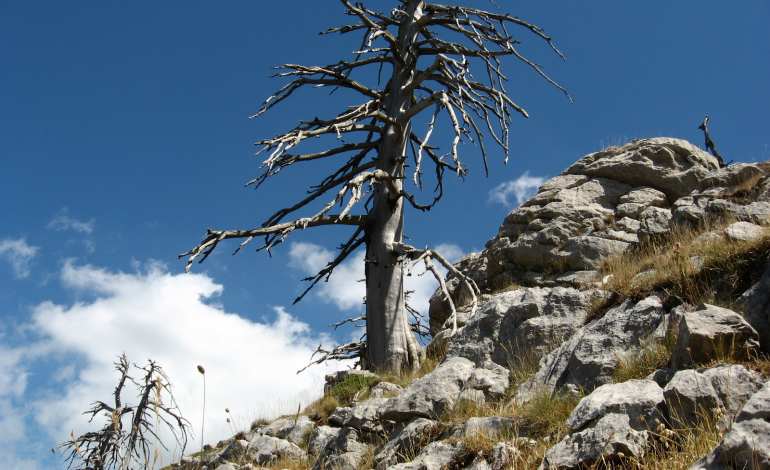 Italus, l’albero più vecchio d’Europa è in Calabria