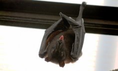 Pipistrelli a rischio per la sindrome del naso bianco
