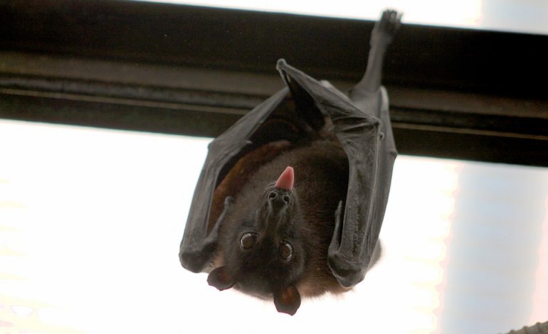Pipistrelli a rischio per la sindrome del naso bianco