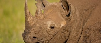 Malawi, task force per salvare 17 rinoceronti neri