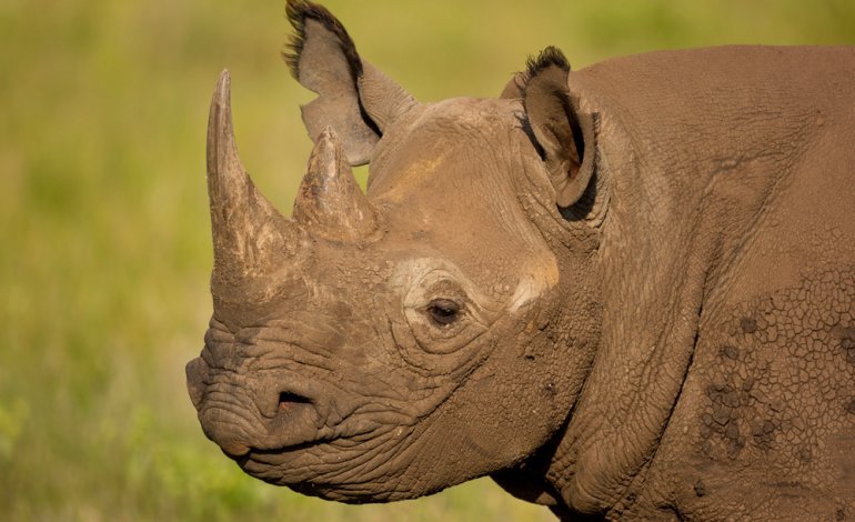 Malawi, task force per salvare 17 rinoceronti neri